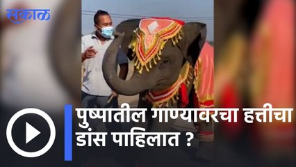 Viral Video| पुष्पातील गाण्यावरचा हत्तीचा डांस पाहिलात ? | Sakal |