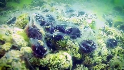 Marmara Denizi için ağıt yazıldı
