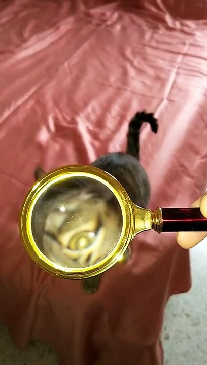 How the cat wrote poetry