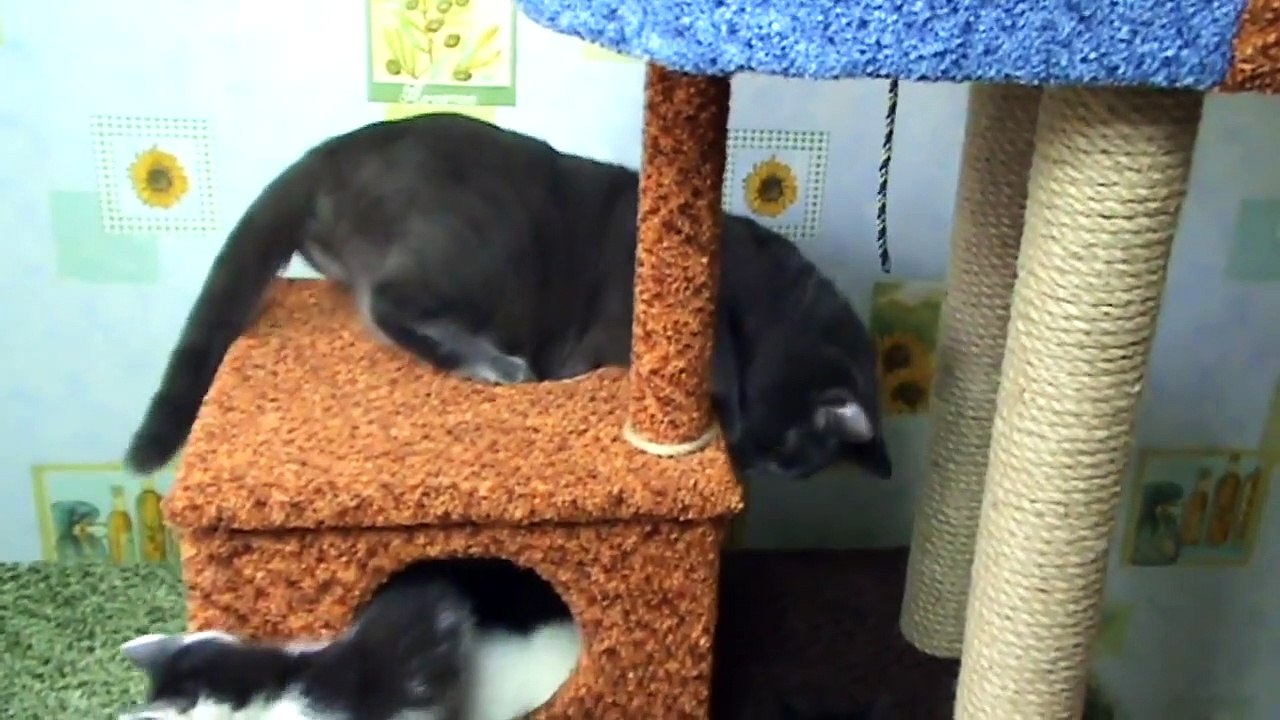 The cat writes poetry