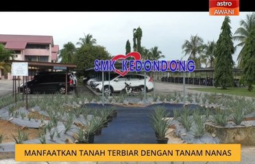 Manfaatkan tanah terbiar dengan tanam nanas