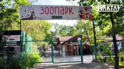 LANGKA!! Inilah Yang Terjadi Jika Monyet di Satukan Dengan Harimau