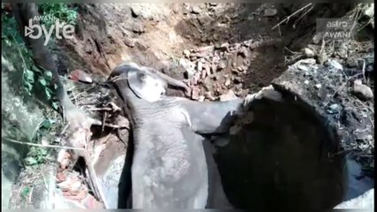 #AWANIByte: Kasihannya..! Anak gajah terperangkap dalam perigi di India