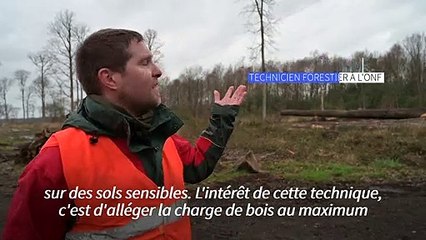 Sarthe: en forêt de Bercé, les chênes "volent" pour préserver les sols