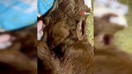 Kastamonu’da doğan buzağının kalbi boynunda atıyor