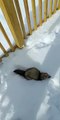 Pet Ferret Plays in the Snow