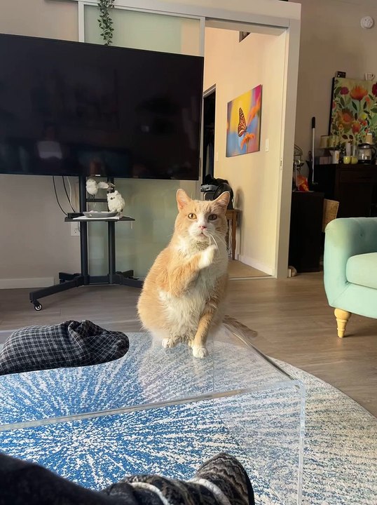 How My Cat Walter Asks for Treats