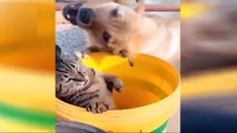 2019 Absolutely Laughing The Most Funny Dogs, Cats, Animal Happenings, Failure Image Collection # 7：2019「絶対笑う」最高におもしろ犬,猫,動物のハプニング, 失敗画像集 #7