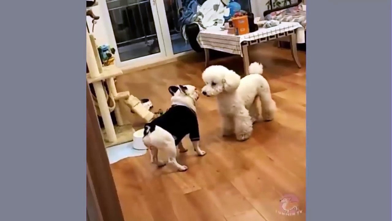2019「絶対笑う」最高におもしろ犬,猫,動物のハプニング, 失敗画像集