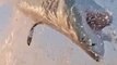 Un Grand requin blanc tente de gober une fausse otarie
