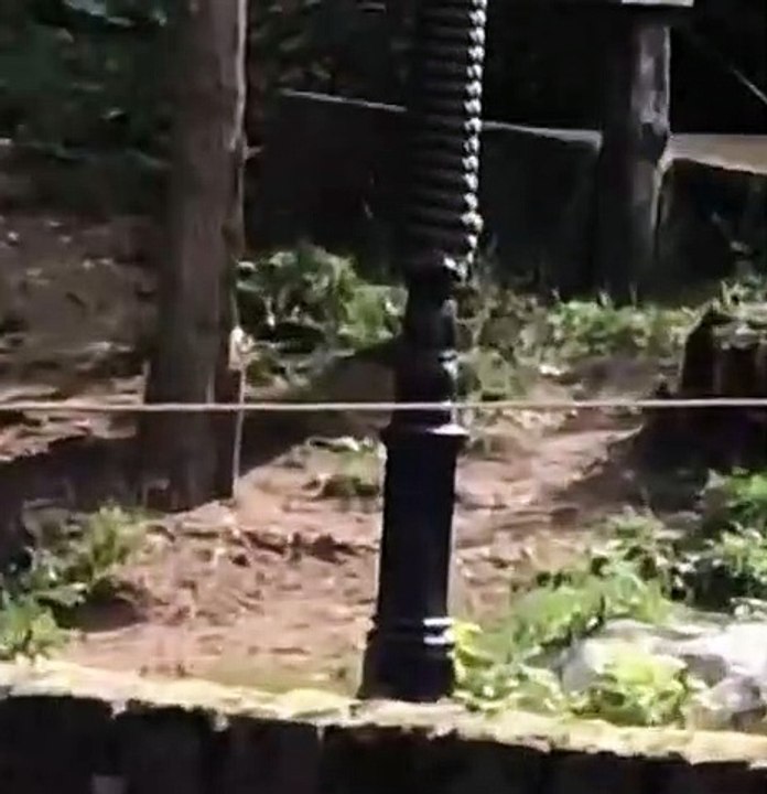 Un homme et un lion se font un duel de cris qui font rire la foule