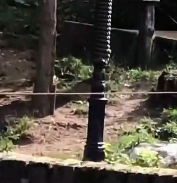 Un homme et un lion se font un duel de cris qui font rire la foule