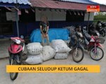 Cubaan seludup ketum gagal