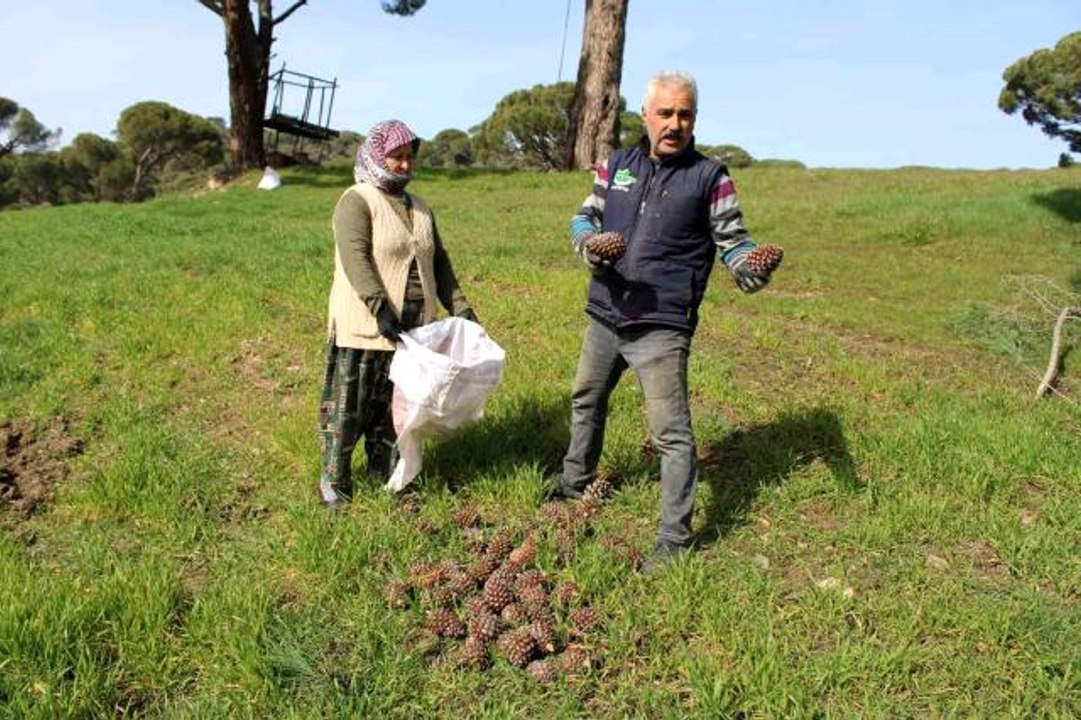 Çam fıstığı üreticilerinin 'tapu' talebi