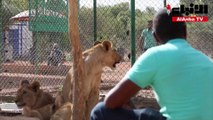 محمية يديرها متطوعون مولعون بالحيوانات تنقذ أسود السودان