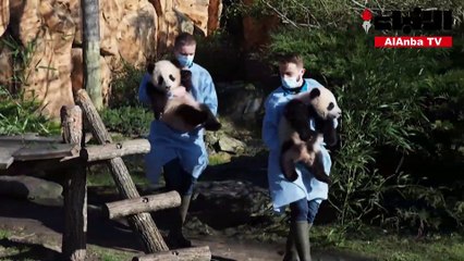 صغيرا باندا توأمان يستكشفان للمرة الأولى حديقة بوفال الفرنسية