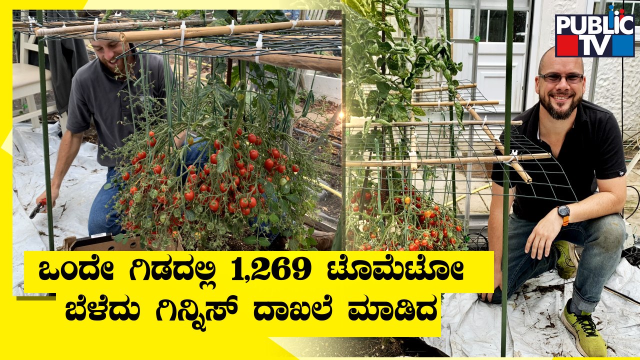 Douglas Smith From Hertfordshire Grows 1269 Tomatoes From Single Stem; Breaks His Own Record