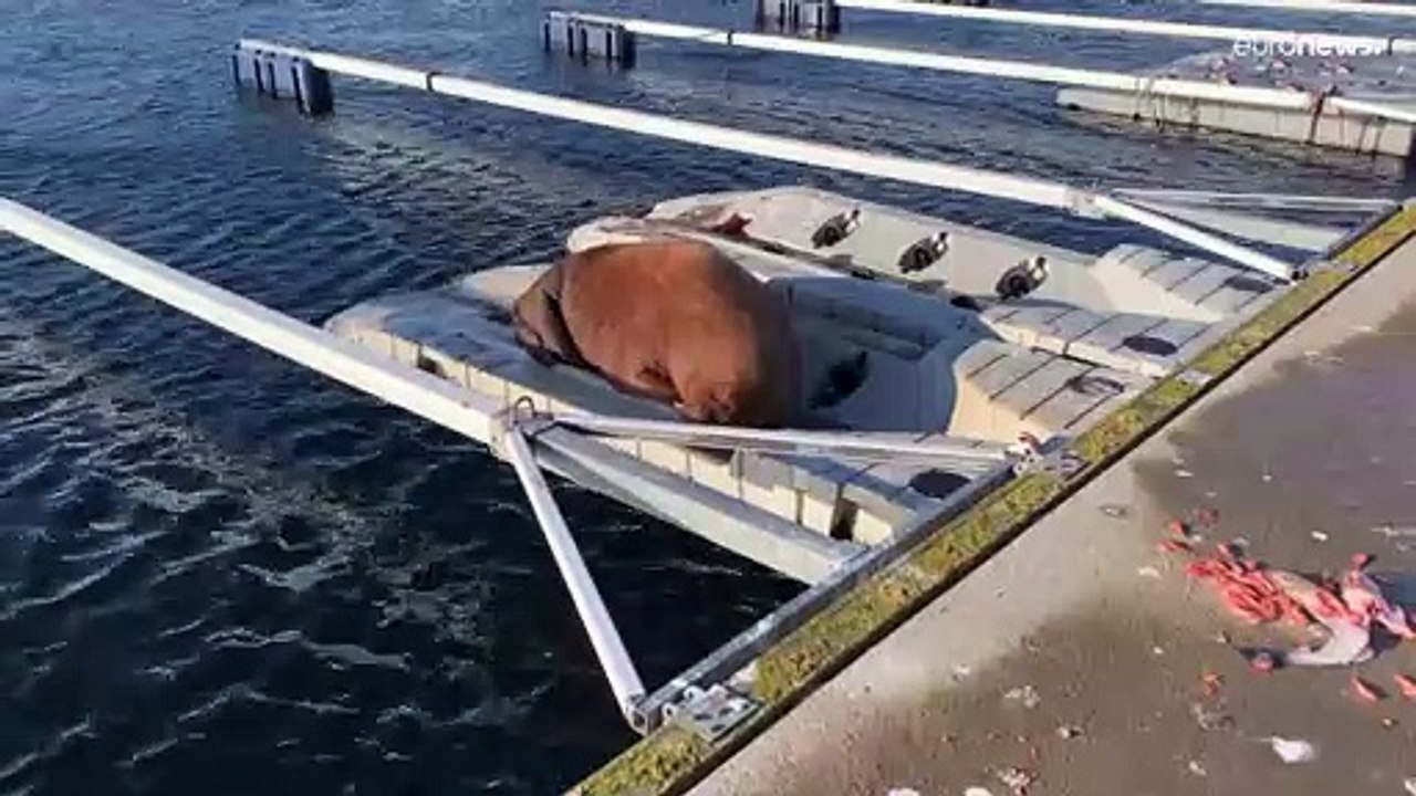 Sonnenbad in Schweden: Walrosskuh „Freja“ auf Abwegen