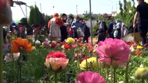 الإيرانيون يشترون الزهور استعدادا للاحتفال بعيد النوروز