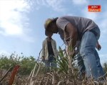 Mekanisme baharu mudahkan pekebun kelapa sawit peroleh pensijilan