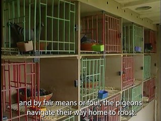 On This Day 2000: Did Concorde Confuse Racing Pigeons?