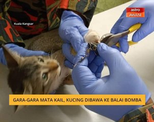Gara-gara mata kail, kucing dibawa ke balai bomba