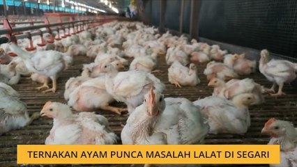 Ternakan ayam punca masalah lalat