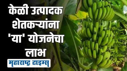 केळीला आता फळाचा दर्जा; जळगावात शेतकऱ्यांमध्ये जल्लोष