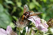 Sex chemicals could lure 'murder hornets'