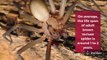 Interesting facts about  brown recluse spiders