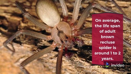 Interesting facts about  brown recluse spiders