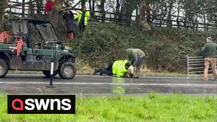 Police chase was captured on video after five SHEEP escaped onto a main road.