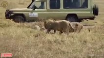 Lions playing with a paralyzed Hyena ,_Animal Planet ,_Savage Kingdom ,_Lion ,_Hyena ,_Wild Animals