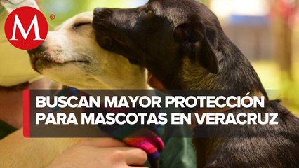 Proponen reformas para proteger animales en Veracruz