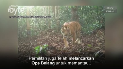 #AWANIByte: Jabatan Perhilitan lengkapi 90 peratus kajian Harimau Malaya