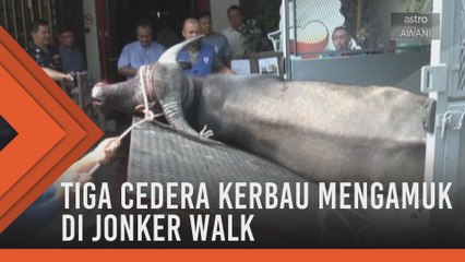 Tiga cedera apabila kerbau mengamuk di Jonker Walk
