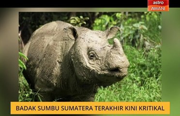 Badak sumbu Sumatera terakhir kini kritikal
