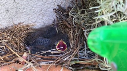 Giving Baby Birds Some Water Using Spray Bottle