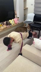 Cat Helps its Owner with Push-Ups