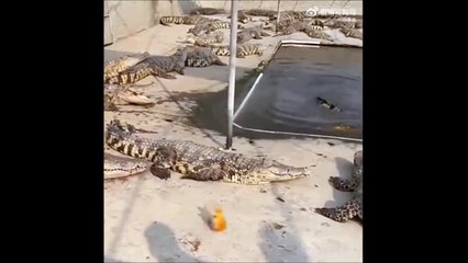 Un poisson fait fuir tous les crocodiles