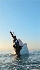 Download Video: Un Grand requin blanc tente de gober une fausse otarie et fait un saut incroyable