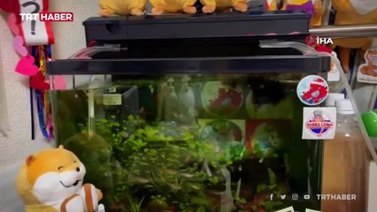 Japonya'da 7,3 büyüklüğünde deprem