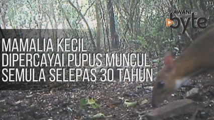 #AWANIByte: Mamalia kecil dipercayai pupus muncul semula selepas 30 tahun