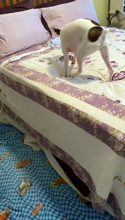 Princess moves buffalo bone just fine