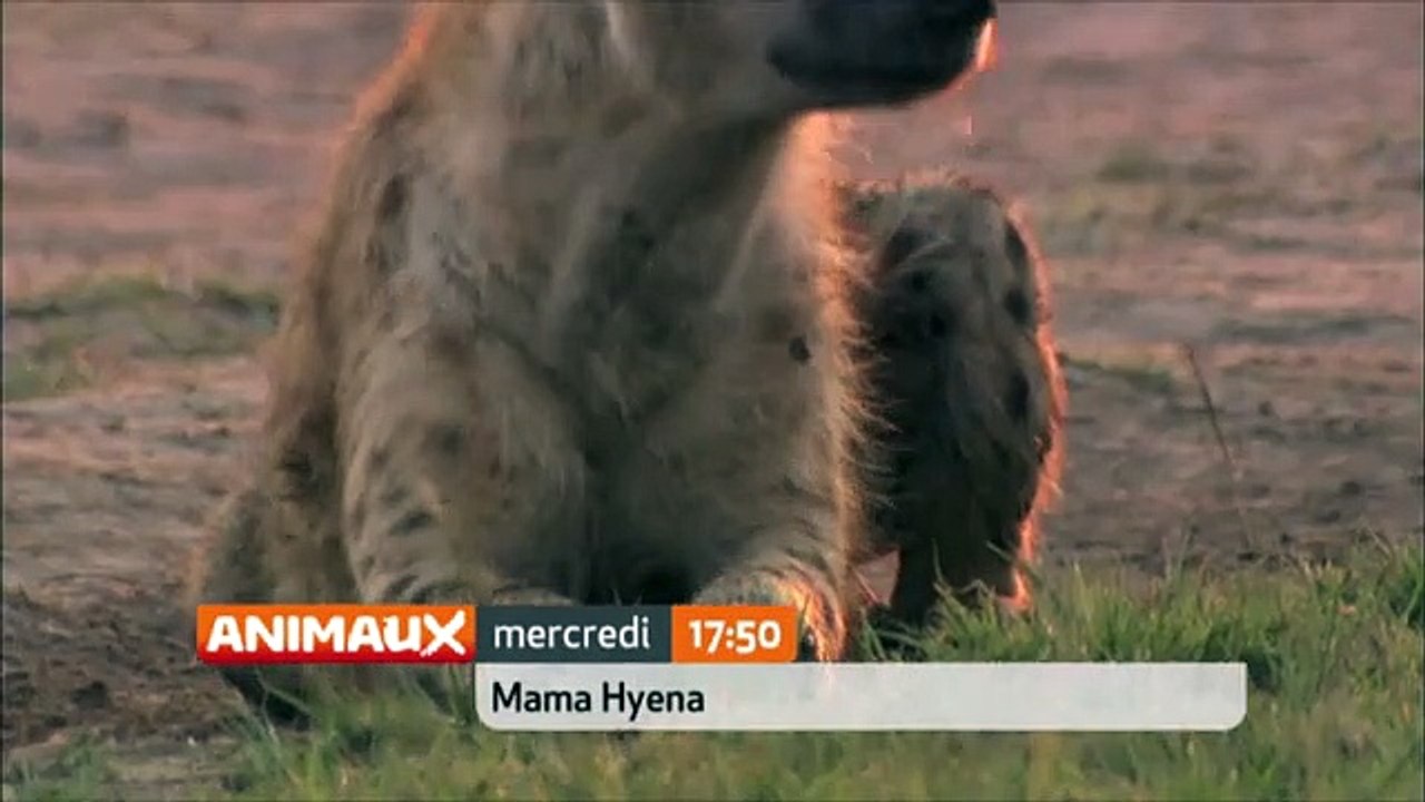 Mama Hyena