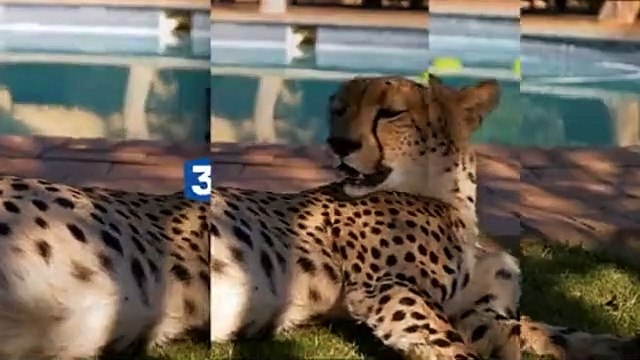 Faut pas rêver Afrique du Sud, du Kruger au Cap