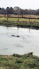 Corgi Probably Won't Catch Any Geese