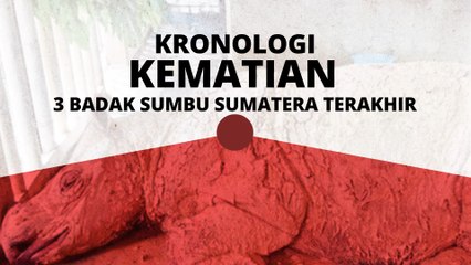 [INFOGRAFIK]  Kronologi kematian 3 badak sumbu Sumatera terakhir