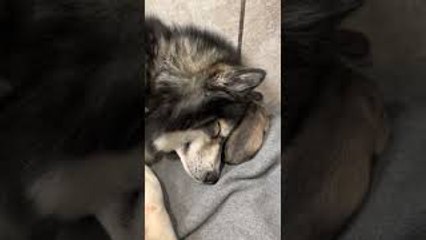 Mama Dog Snuggles With Her Pup