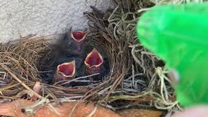 Giving Baby Birds Some Water Using Spray Bottle